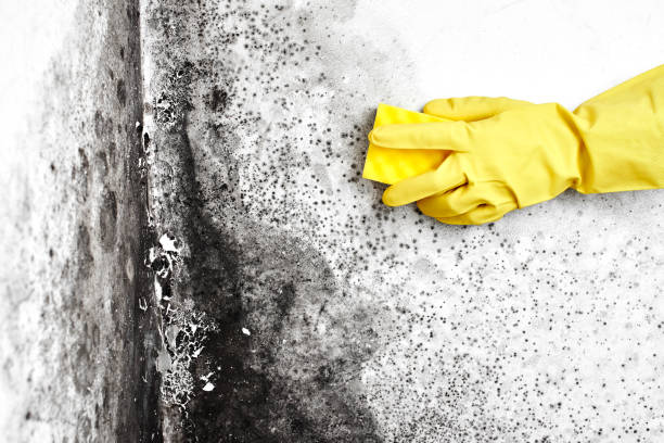 Best Emergency Mold Removal  in Grandville, MI
