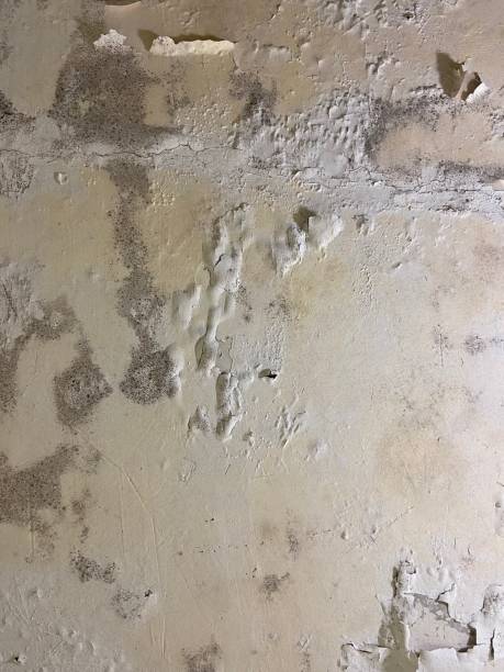 Reliable Grandville, MI Mold Removal Solutions