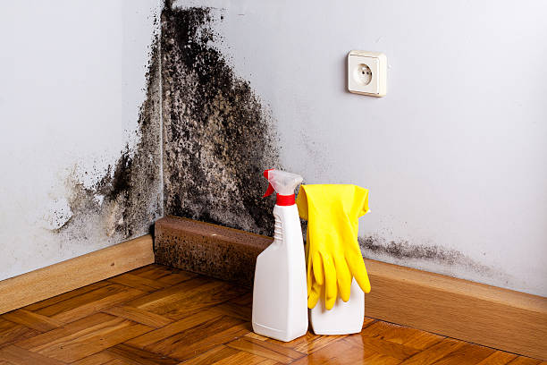 Best Fast Mold Removal  in Grandville, MI